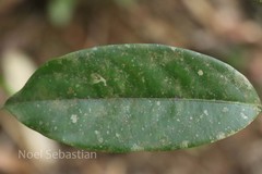 Diospyros bourdillonii